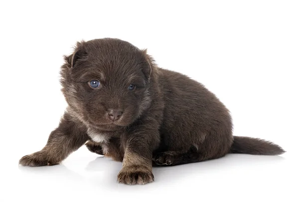 Genç Fin Lapphund Beyaz Arkaplan Önünde — Stok fotoğraf