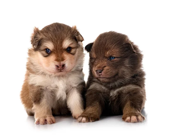 Jóvenes Lapphunds Finlandeses Frente Fondo Blanco —  Fotos de Stock