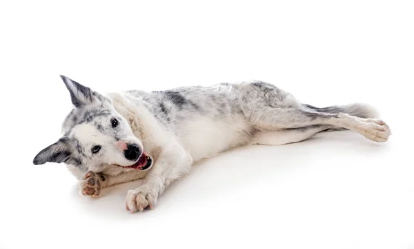 Beyaz Arkaplan Önünde Eski Bir Sınır Çoban Köpeği — Stok fotoğraf
