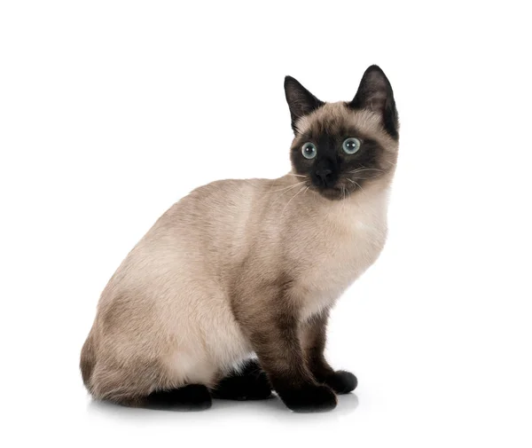 Kot Syjamski Przed Białym Tle — Zdjęcie stockowe