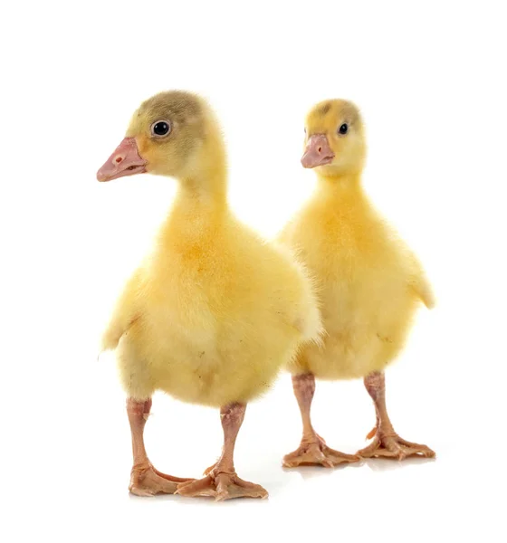Young Gosling Front White Background — Stock Photo, Image