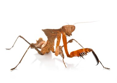 Beyaz arkaplan önünde deroplatys desicata