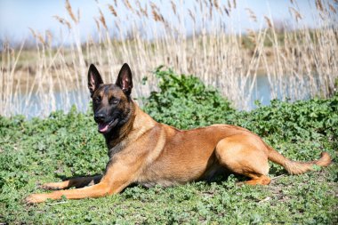 Genç Belçikalı çoban köpeği doğada güvenlik eğitimi alıyor.