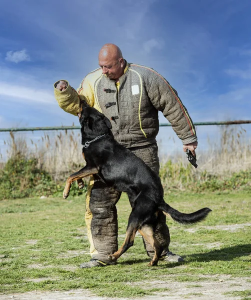 Beauce 'den gelen çoban köpeği güvenlik eğitimi alıyor.