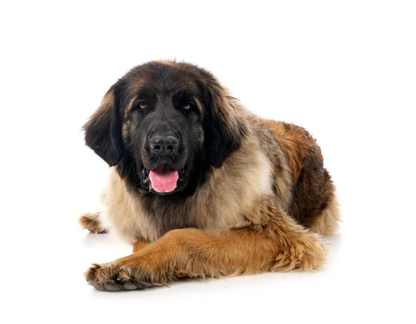 Young Leonberger Front White Background — Stock Photo, Image