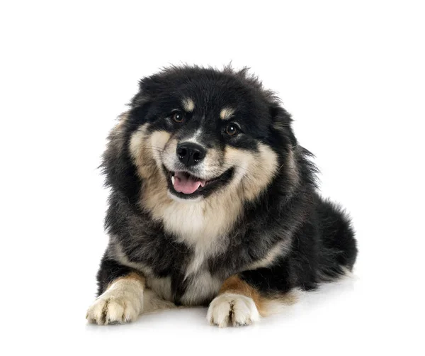 Finn Lapphund Előtt Fehér Háttér — Stock Fotó