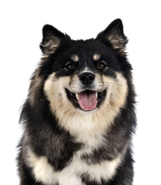 Finlandais Lapphund Face Fond Blanc — Photo