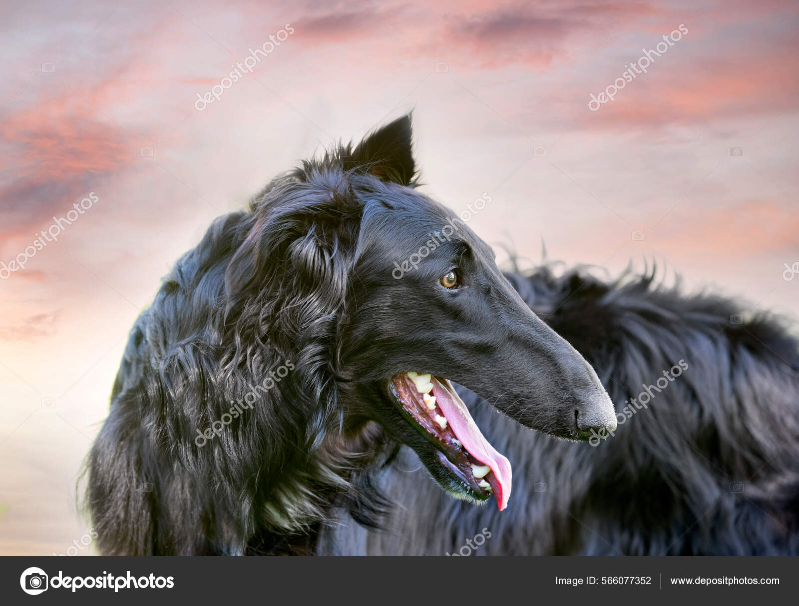 Black borzoi sale