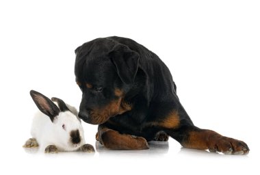 Beyaz arka planda safkan Rottweiler ve tavşan
