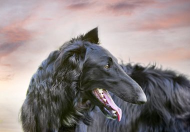 Genç siyah borzoi baharda bir bahçede oynuyor.