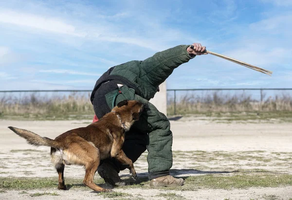 Jonge Belgische Herder Training Natuur Voor Veiligheid — Stockfoto