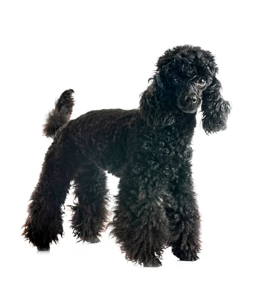 Beyaz arka planda siyah kaniş