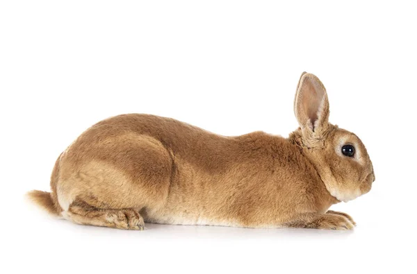 Beyaz Arkaplanın Önünde Rex Rabbit — Stok fotoğraf