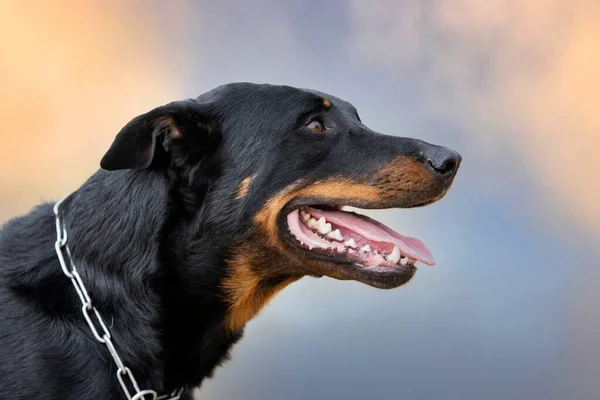 Cão Pastor Formação Beauce Natureza Para Segurança — Fotografia de Stock