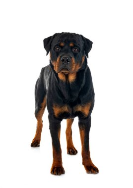 Beyaz arkaplan önünde safkan rottweiler