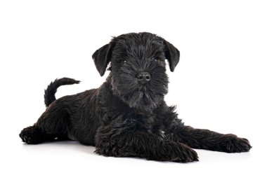 Beyaz arkaplan önünde siyah minyatür schnauzer