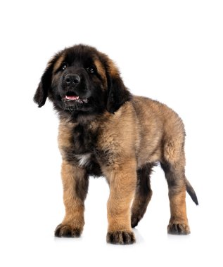 Beyaz arka planda köpek yavrusu Leonberger