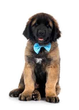 Beyaz arka planda köpek yavrusu Leonberger