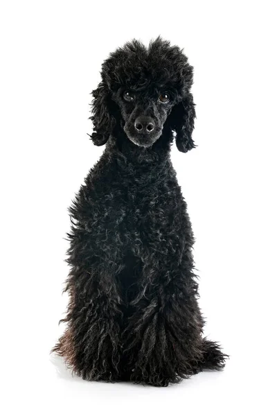 Poodle Preto Frente Fundo Branco — Fotografia de Stock