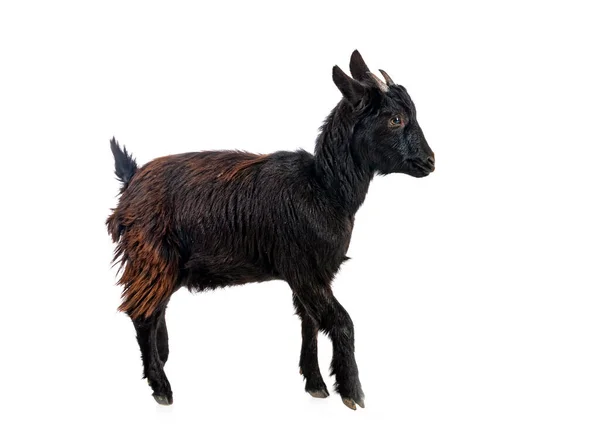 Billy Goat Front White Background — Foto de Stock