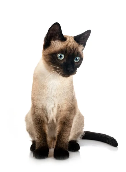 Siamese Katt Framför Vit Bakgrund — Stockfoto