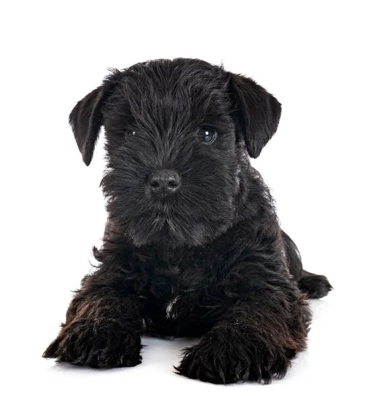 Preto Miniatura Schnauzer Frente Fundo Branco — Fotografia de Stock