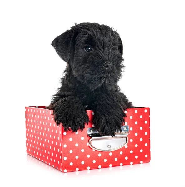 Beyaz arkaplan önünde siyah minyatür schnauzer