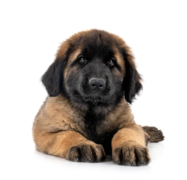 Beyaz arka planda köpek yavrusu Leonberger