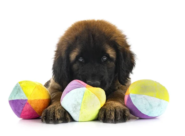 Beyaz arka planda köpek yavrusu Leonberger