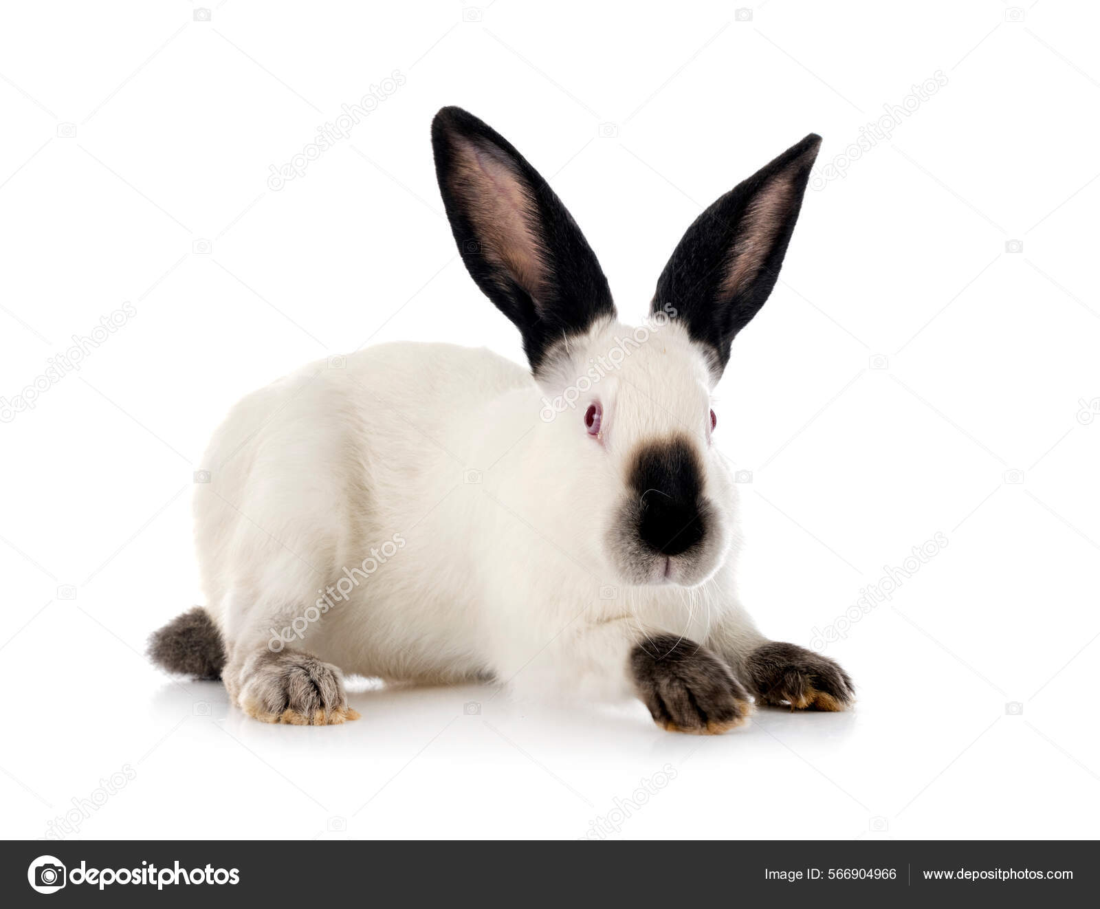 Californian Rabbit Front White Background — Stock Photo © cynoclub ...