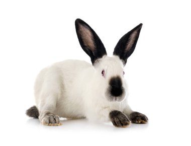 Beyaz arka planda Kaliforniya tavşanı