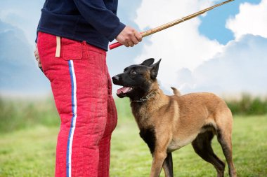 Genç Belçikalı çoban köpeği doğada güvenlik eğitimi alıyor.