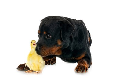 safkan Rottweiler ve beyaz arkaplanın önünde homurdanmak