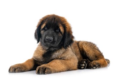 Beyaz arka planda köpek yavrusu Leonberger