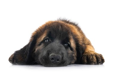 Beyaz arka planda köpek yavrusu Leonberger