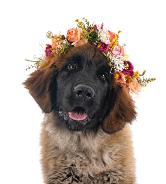 Beyaz arka planda köpek yavrusu Leonberger