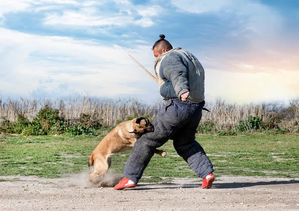 Formation Des Jeunes Bergers Belges Dans Nature Pour Sécurité — Photo