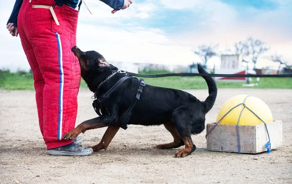 Jeune Rottweiler Formation Pour Protection Sport Police — Photo
