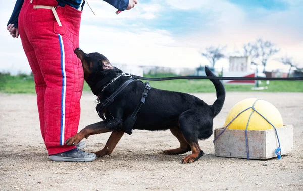 Formação Jovens Rottweiler Para Esporte Proteção Polícia — Fotografia de Stock