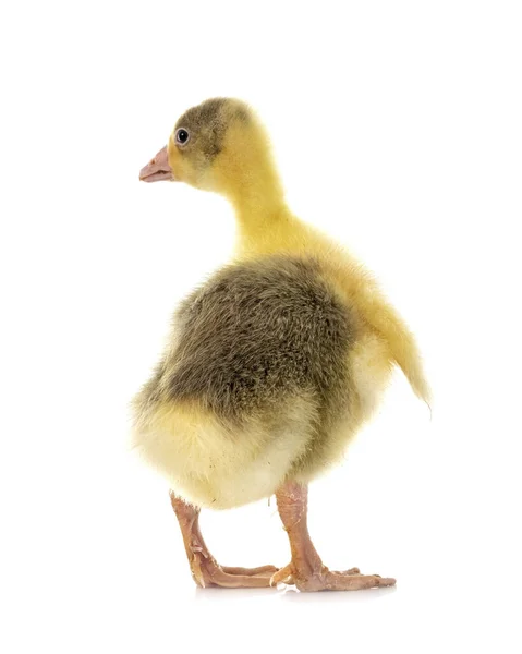 Young Gosling Front White Background — Stock Photo, Image