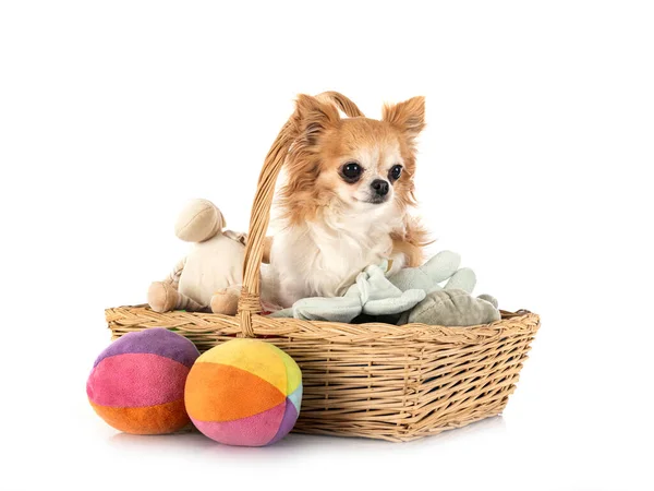 Kleine Chihuahua Voor Witte Achtergrond — Stockfoto