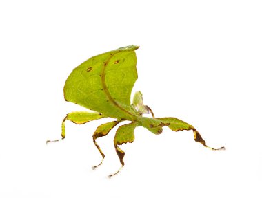 Beyaz arka plan önünde böcek sopa