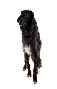 Genç borzoi beyaz arkaplanın önünde