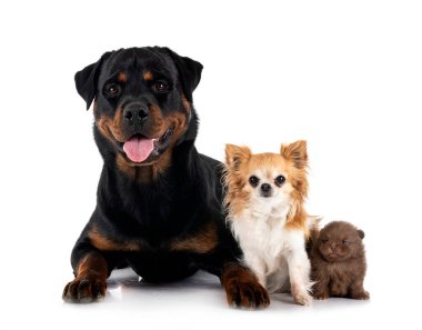 safkan Rottweiler, chihuahua ve spitz beyaz arka planda