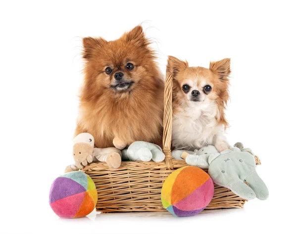 Jong Pomeranian Chihuahua Voorkant Van Witte Achtergrond — Stockfoto