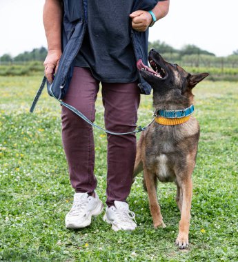 Genç Belçikalı çoban köpeği doğada güvenlik eğitimi alıyor.