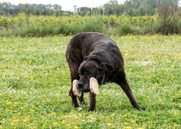 Włoski Mastiff Cathcing Obiekt Posłuszeństwo Ćwiczenie — Zdjęcie stockowe