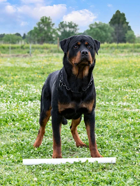 Ung Rottweiler Utbildning För Skydd Sport Och Polis — Stockfoto