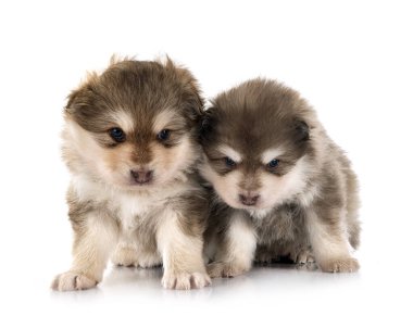 Beyaz arkaplan önünde köpek yavrularıFince Lapphunds