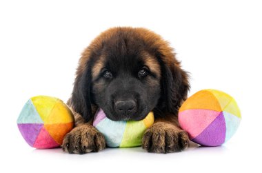 Beyaz arka planda köpek yavrusu Leonberger